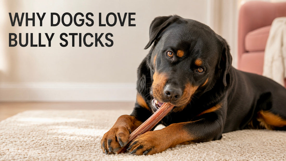 Why Dogs Love Bully Sticks