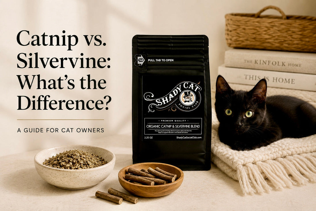 Catnip vs. Silvervine: What's the Difference? A Guide for Cat Owners
