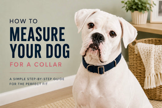 How to Measure Your Dog for a Collar: A Simple Step-by-Step Guide