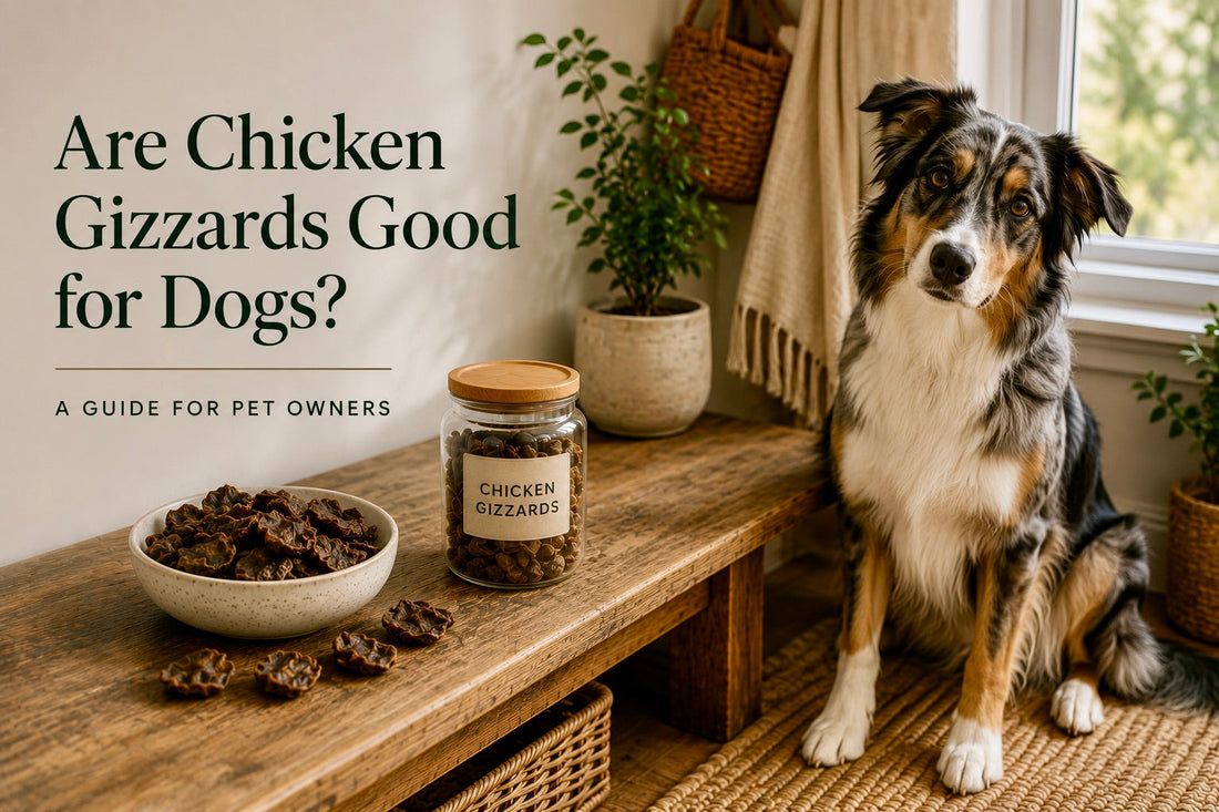 Are Chicken Gizzards Good for Dogs? Benefits, Safety & Feeding Tips
