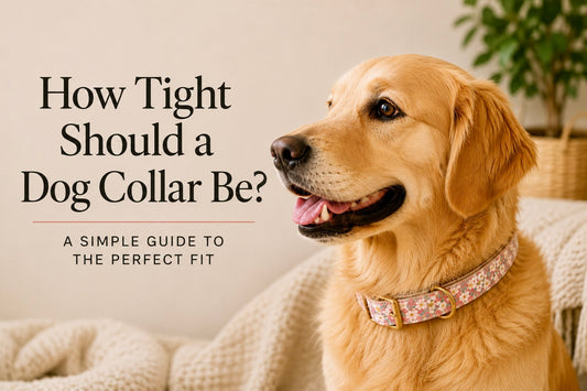 How Tight Should a Dog Collar Be? A Simple Guide to the Perfect Fit