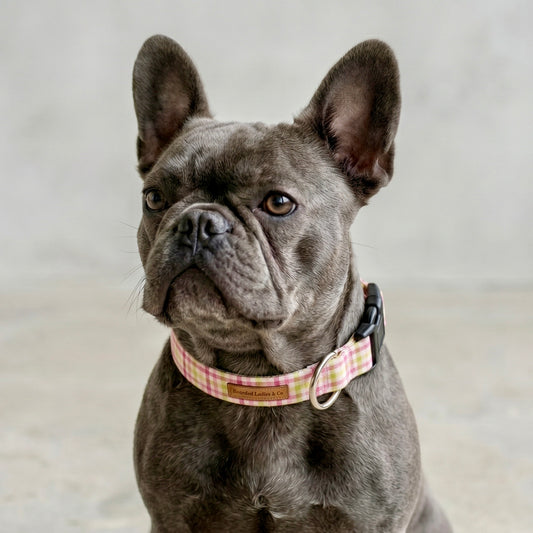 Sunday Brunch Dog Collar