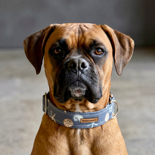 The Shoreline Dog Collar