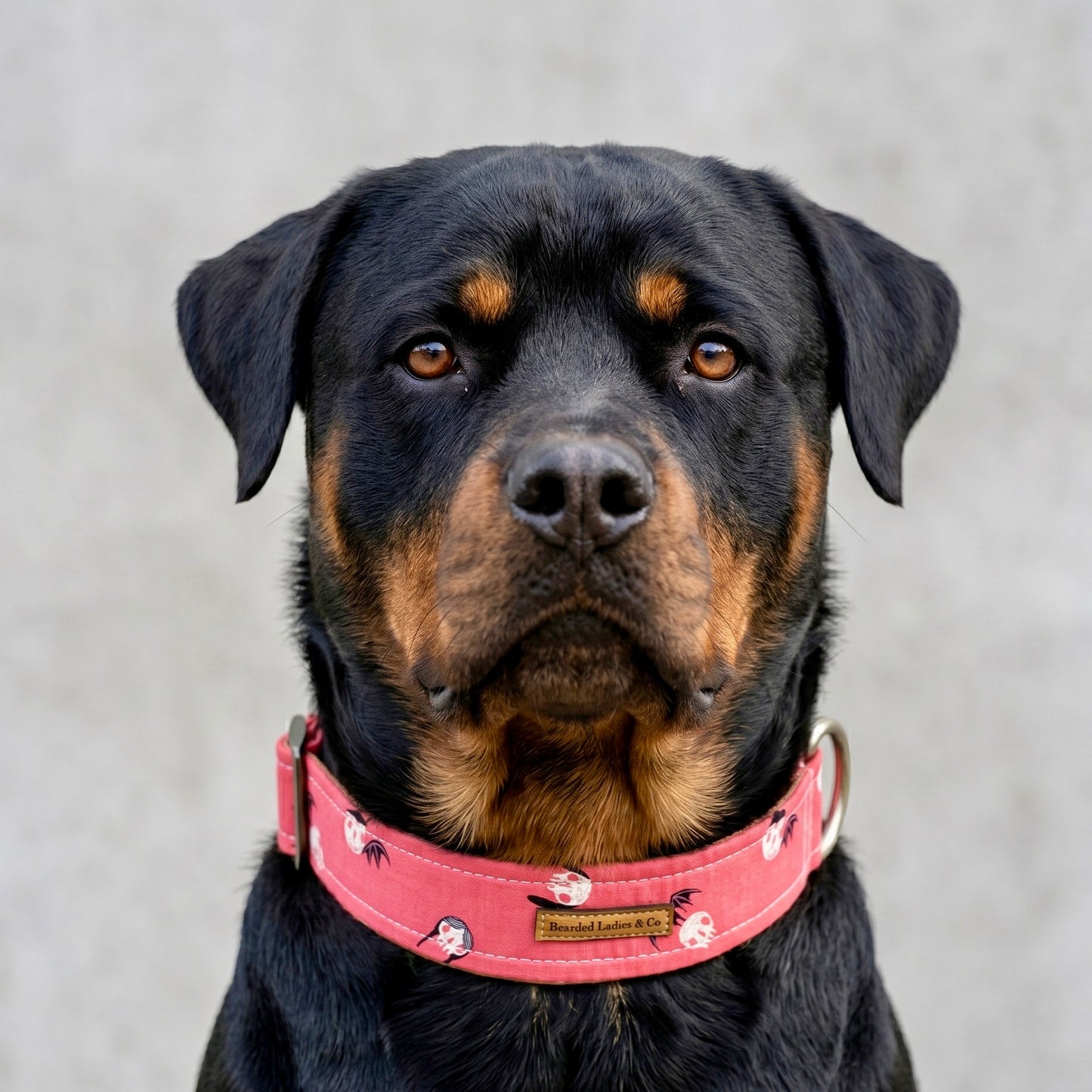 The Pink Rebel Dog Collar