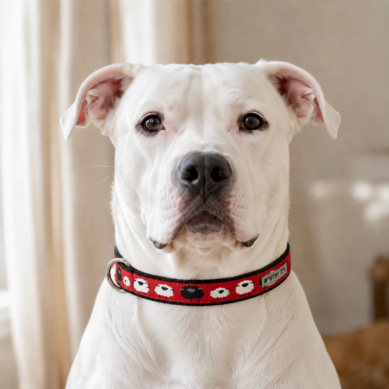 Counting Sheep Dog Collar | Red