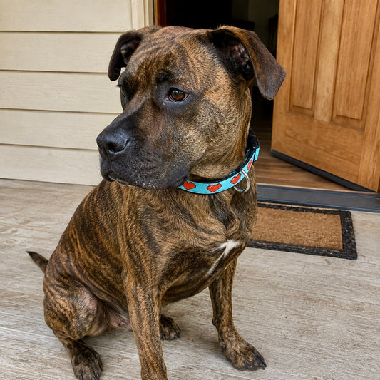 Pixel Love Heart Dog Collar | Turquoise