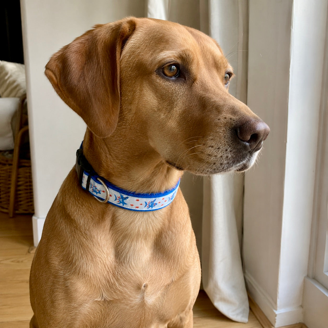 Shark Patrol Dog Collar | Blue