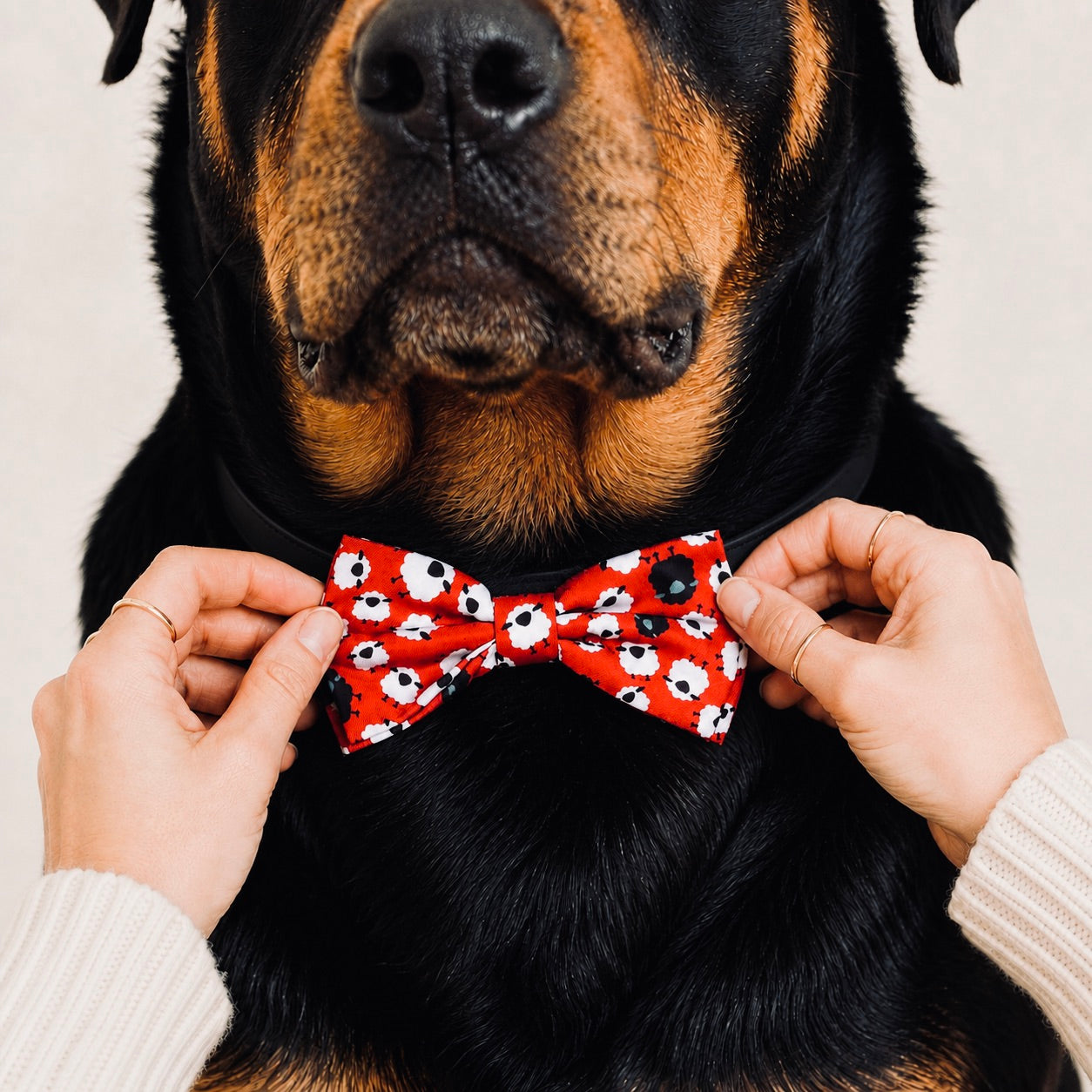 Counting Sheep Dog Bow Tie | Red