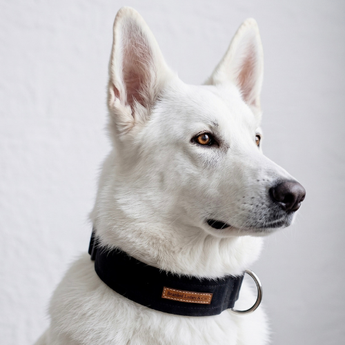 The Essential Dog Collar