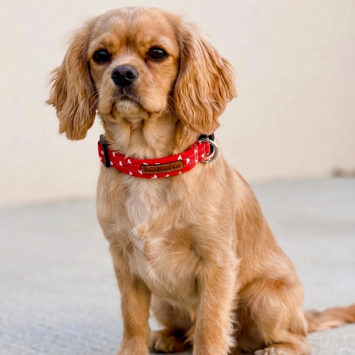 The Love Bug Collar