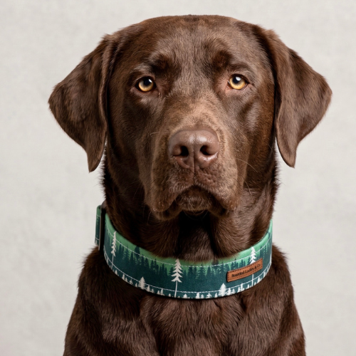 The Trailblazer Dog Collar