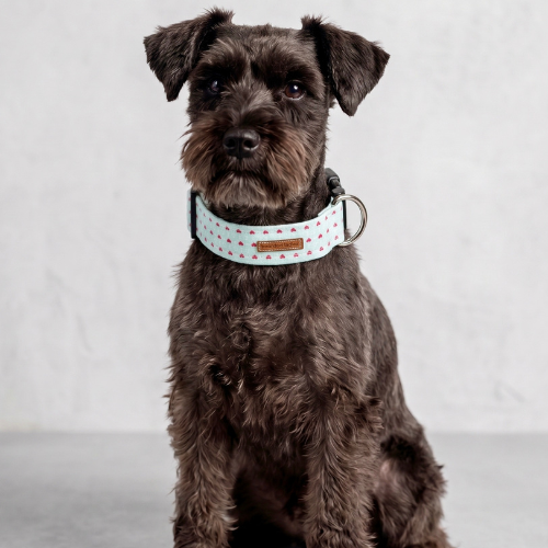 The XOXO Dog Collar