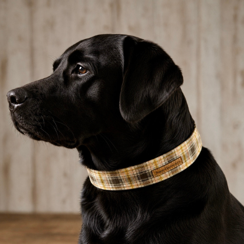 Black dog wearing a plaid collar against a wooden background